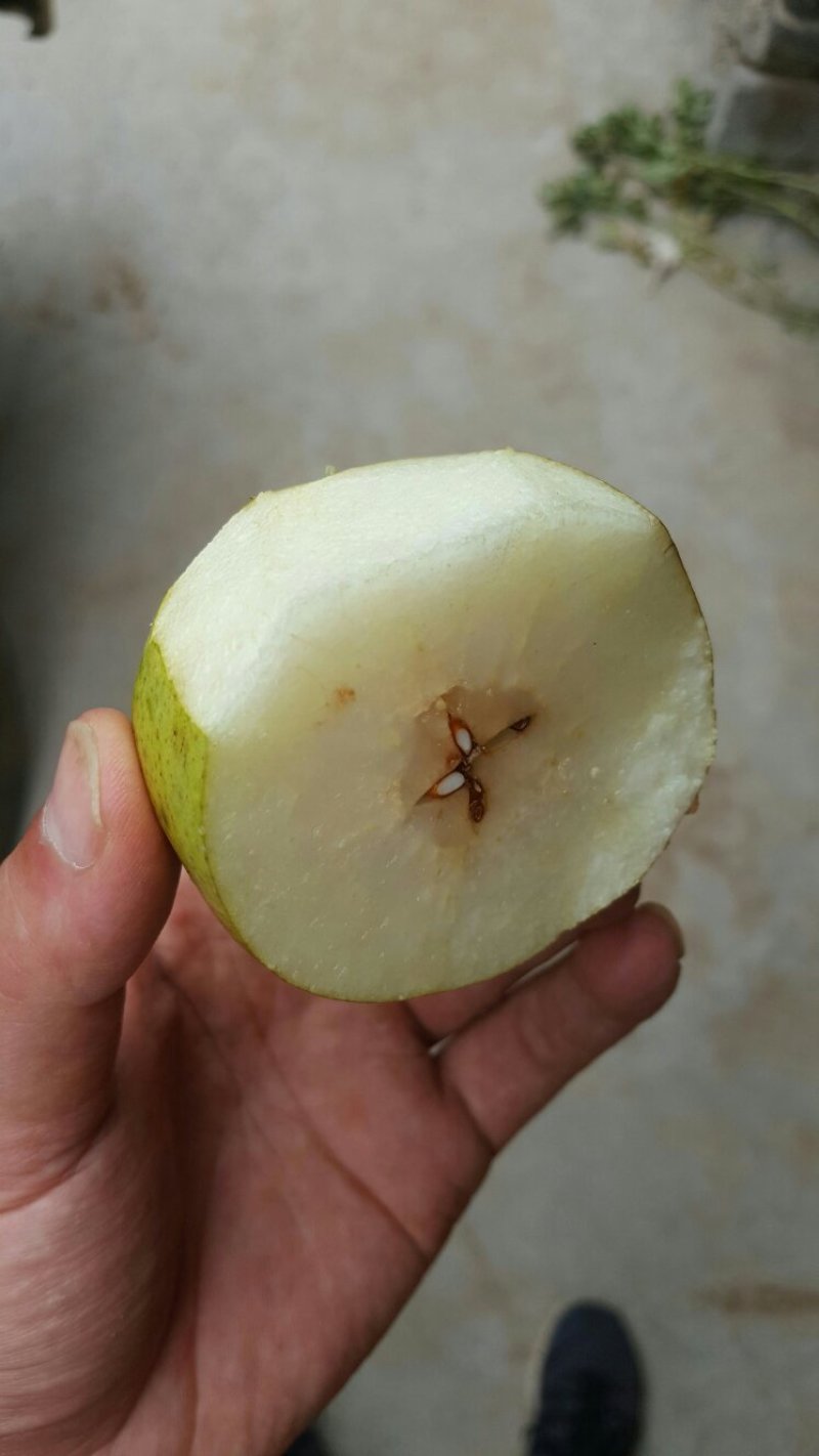 红香酥梨，口味甘醇，梨味浓厚，没有渣儿。大量供应！