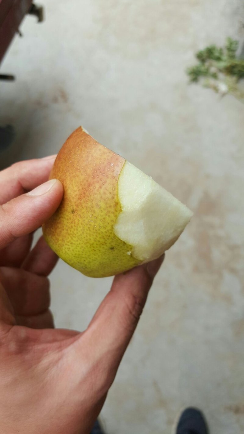 红香酥梨，口味甘醇，梨味浓厚，没有渣儿。大量供应！