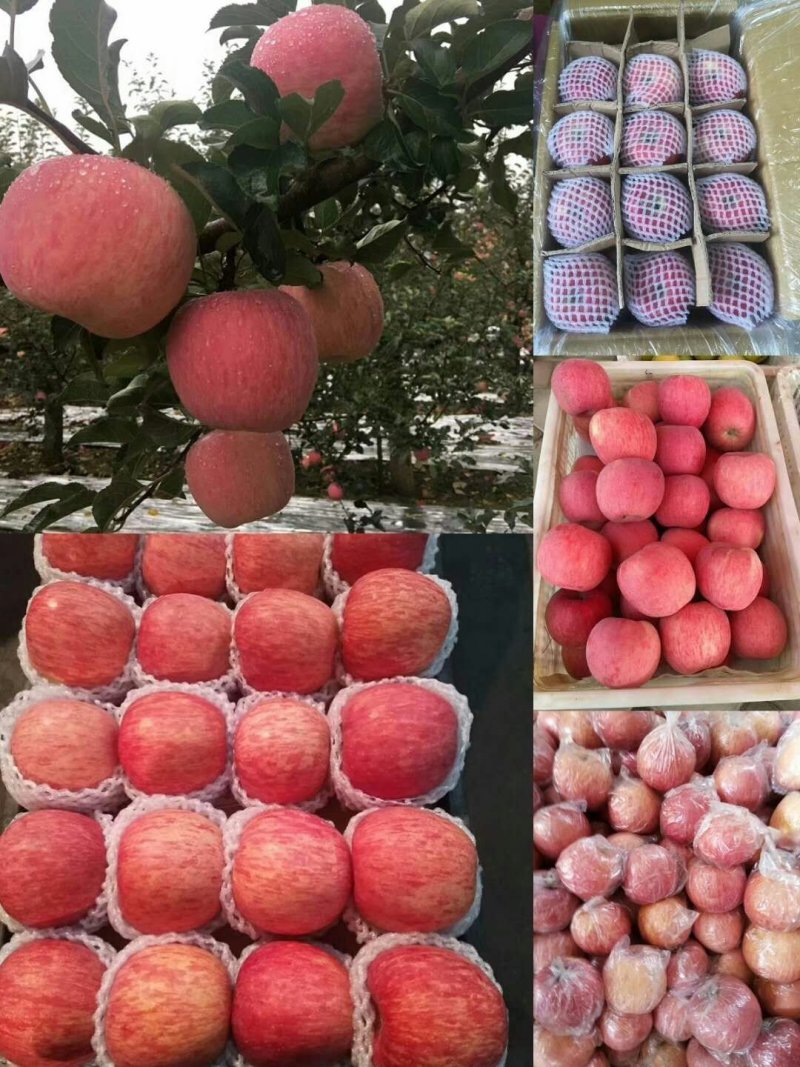 红星苹果产地供应保质保量中秋礼品包装欢迎采购
