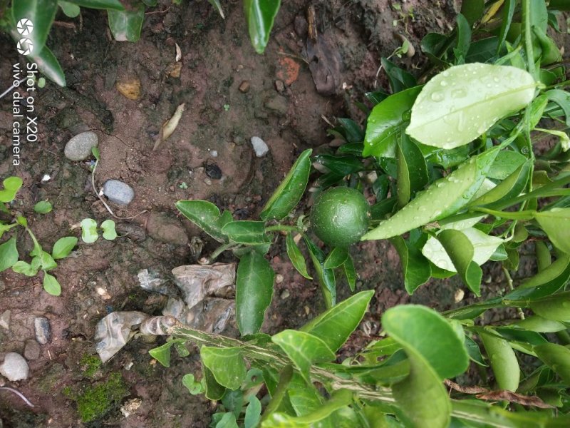 香橙砧沃柑苗技术支持