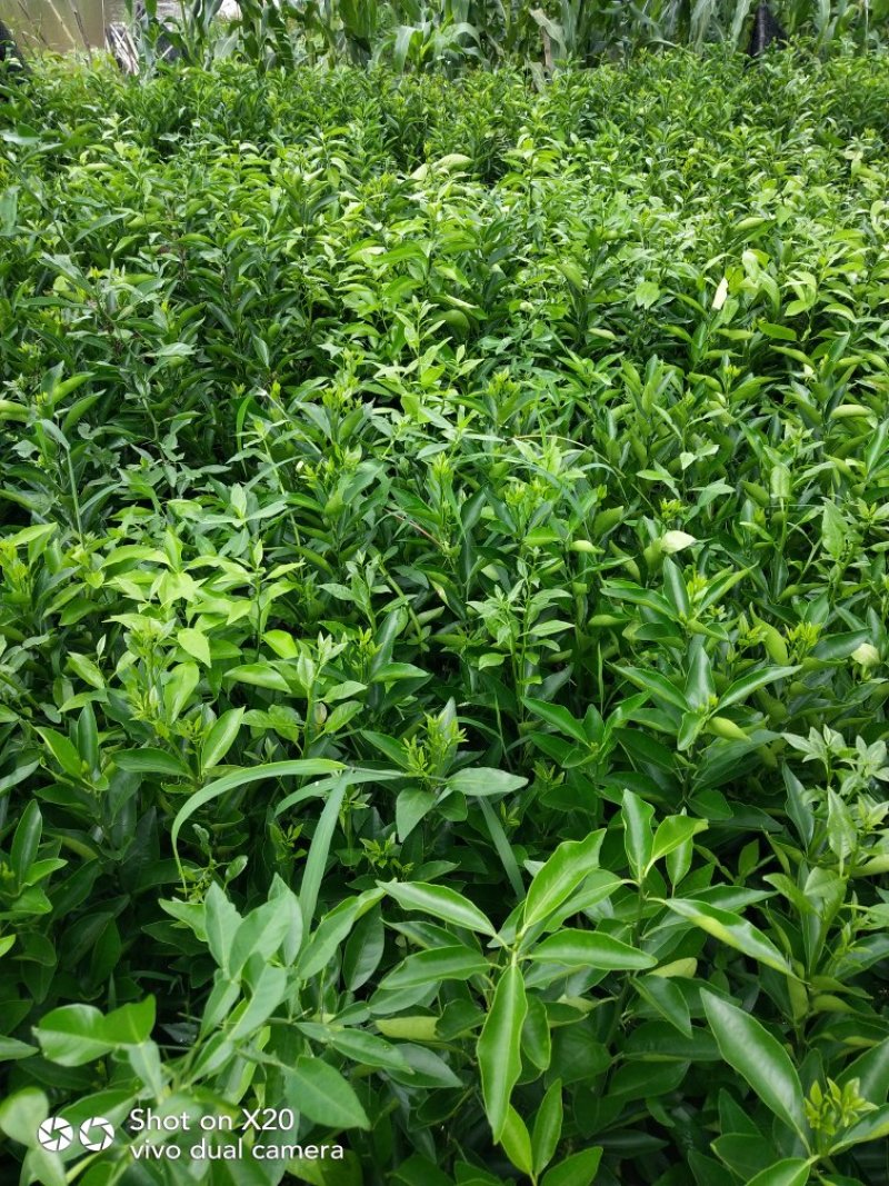 香橙砧沃柑苗技术支持
