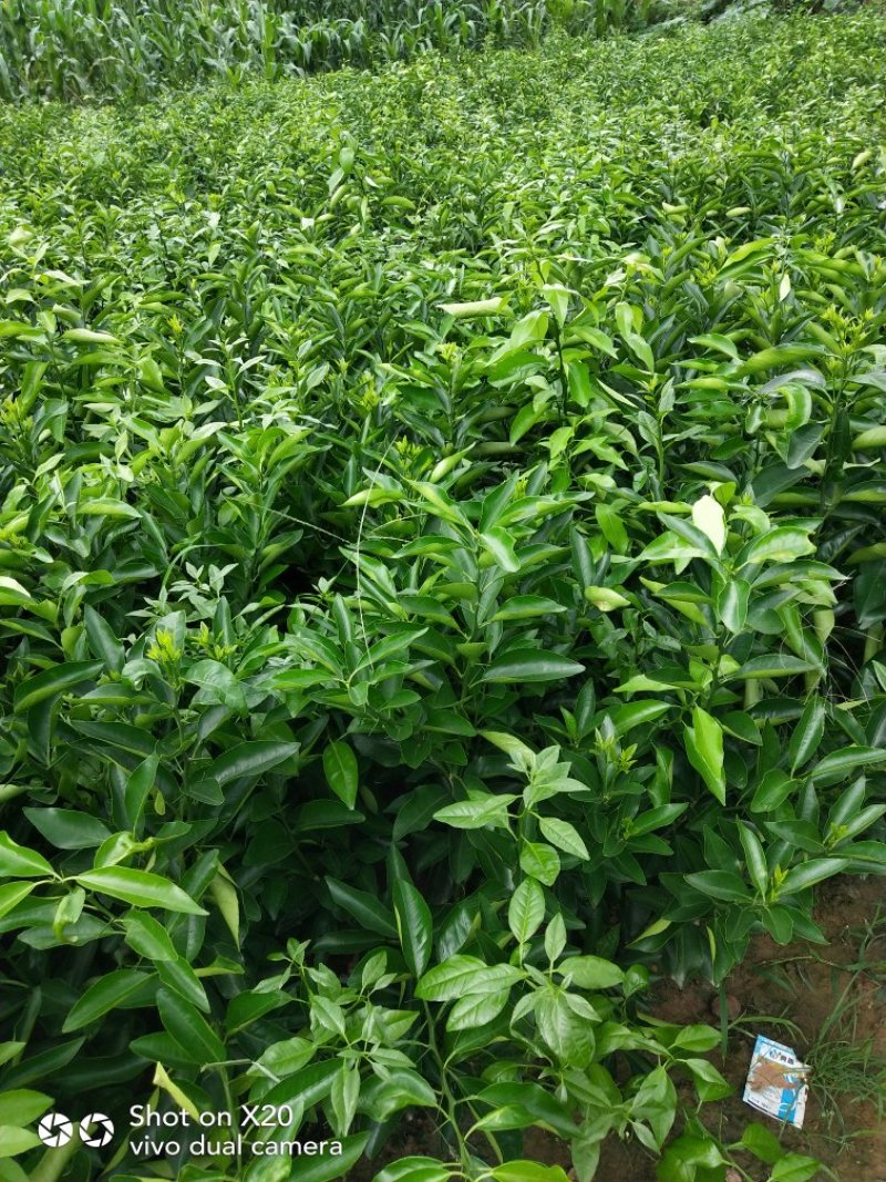 香橙砧沃柑苗技术支持