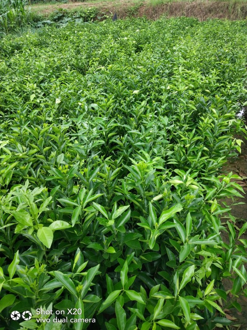 香橙砧沃柑苗技术支持