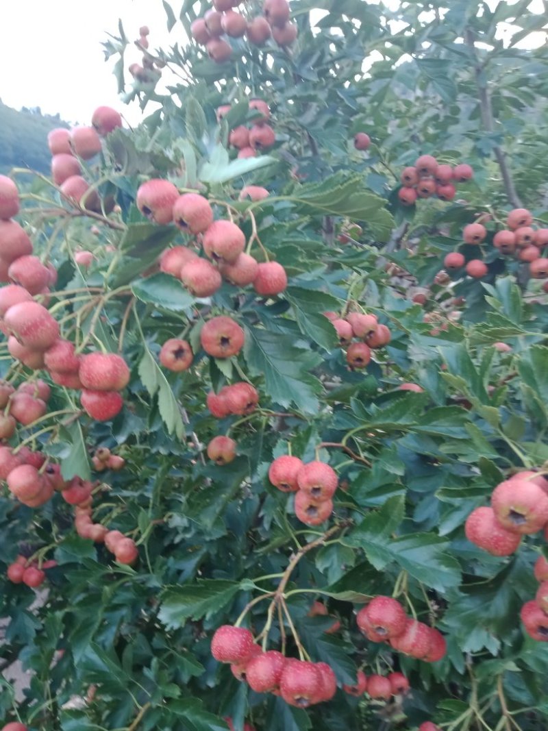 甜红子山楂
