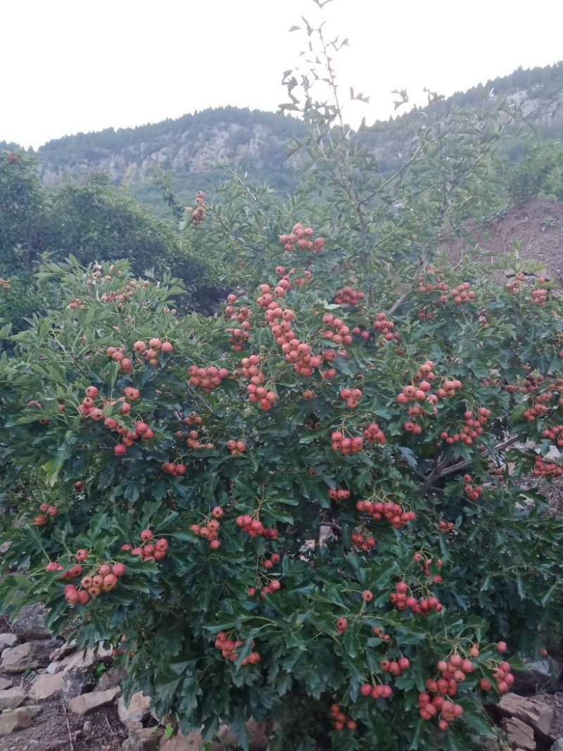 甜红子山楂