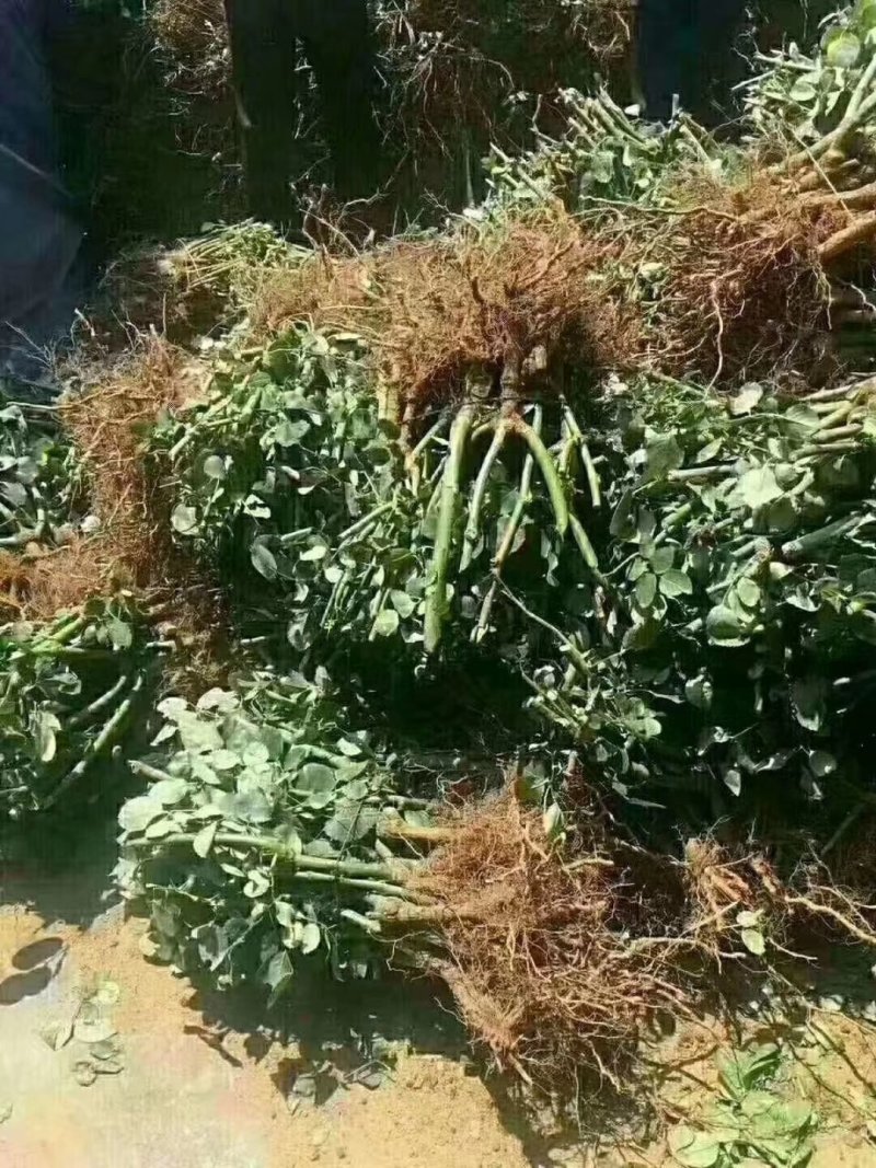卡罗拉玫瑰