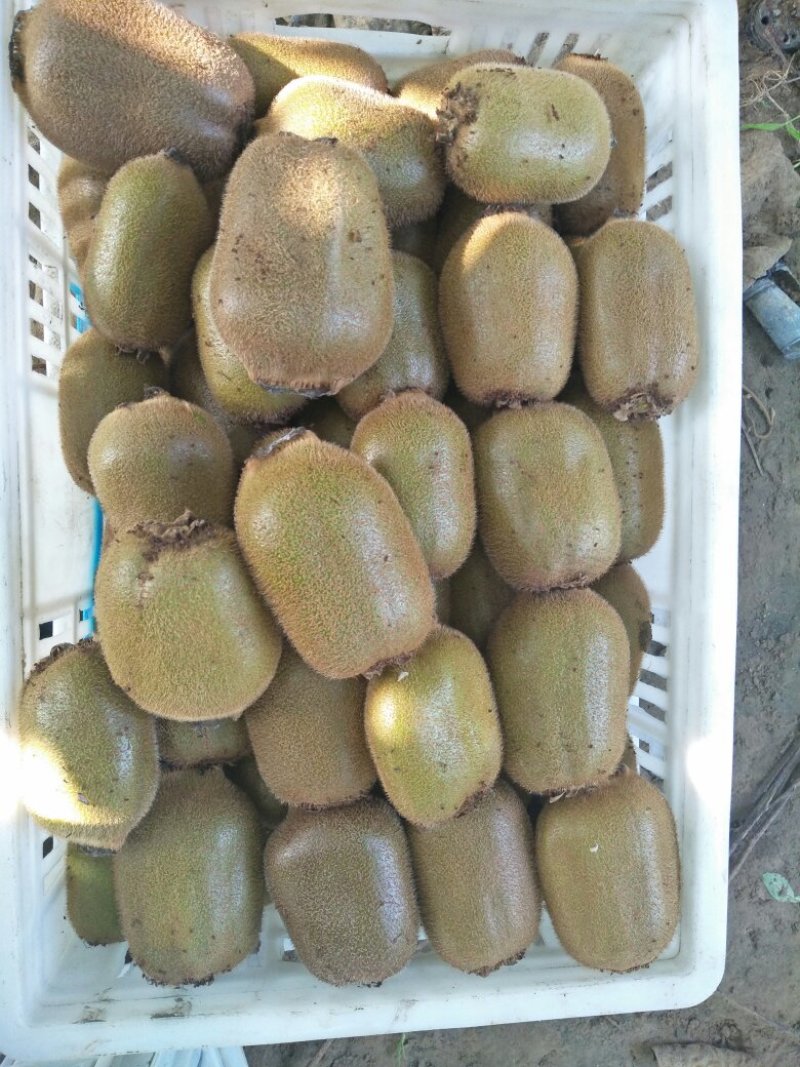 基地直供猕猴桃，价格合理，质量保证