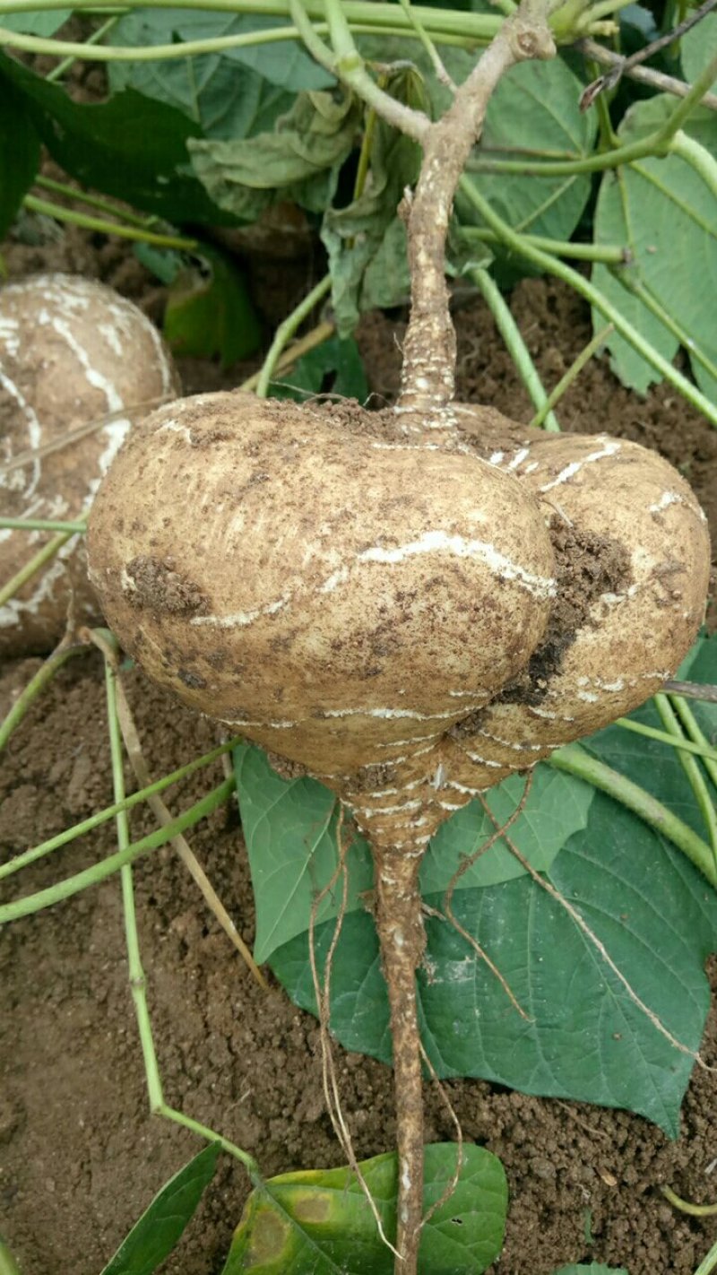 凉薯，又名地瓜，脆而甜