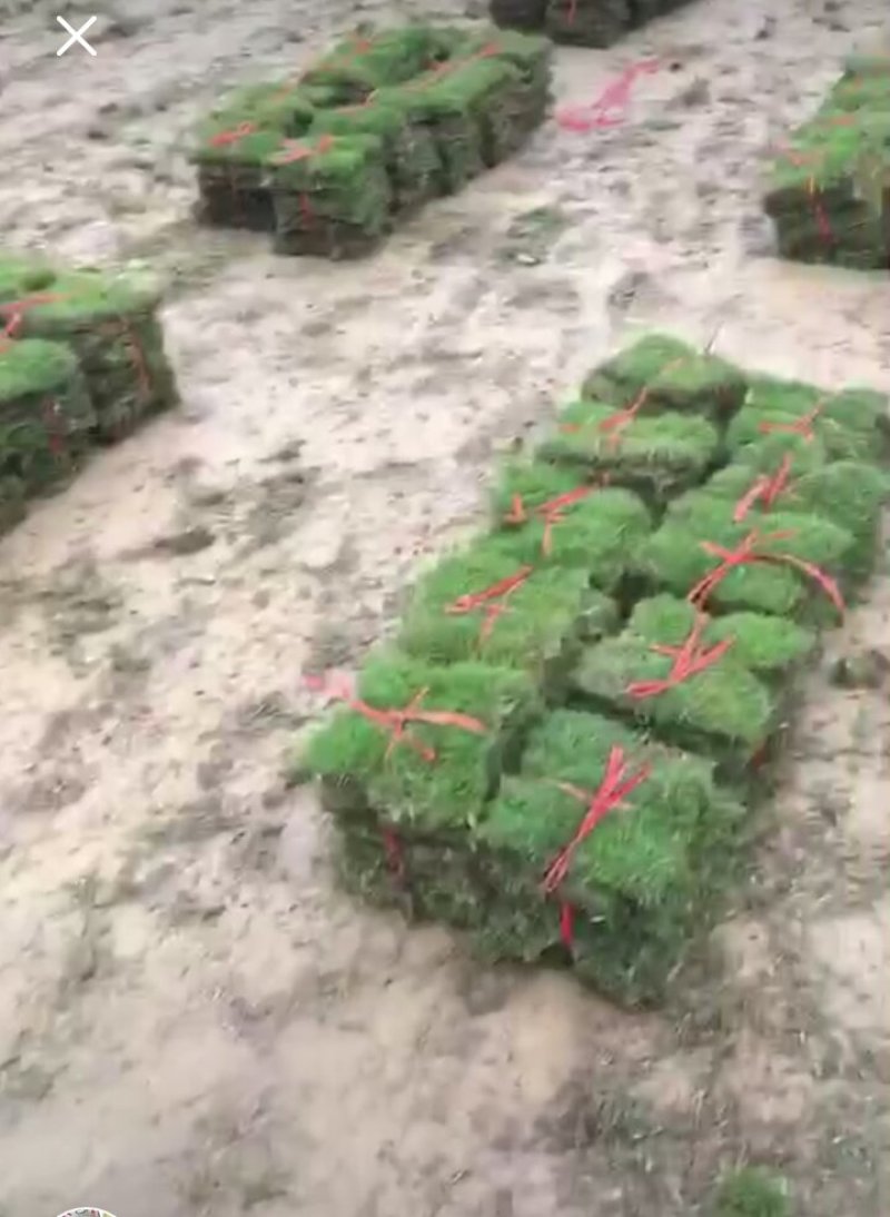 马尼拉草坪四级长青值得信赖江西省新余市顺成草坪基地