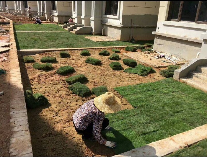 草皮绿化草皮产地直销承包政府工程值得信赖