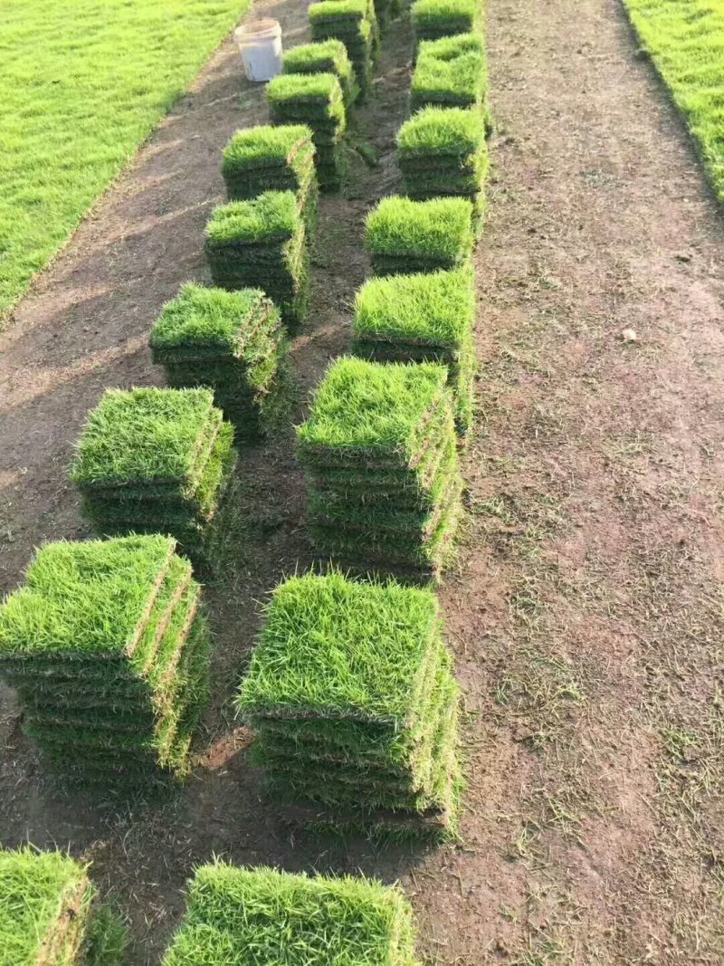 草皮绿化草皮产地直销承包政府工程值得信赖
