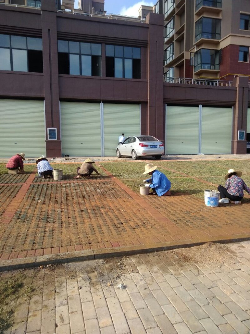 草皮绿化草皮产地直销承包政府工程值得信赖