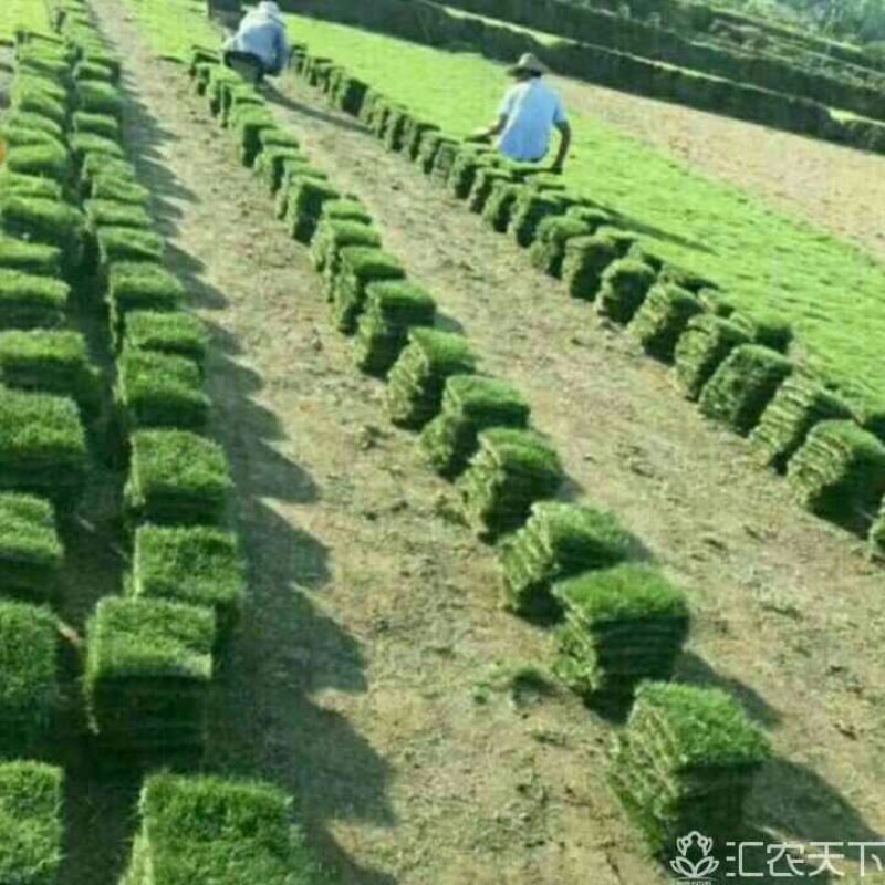 草坪草承包各种绿化工程产地直销值得信赖