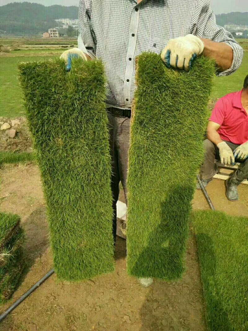 草坪草承包各种绿化工程产地直销值得信赖