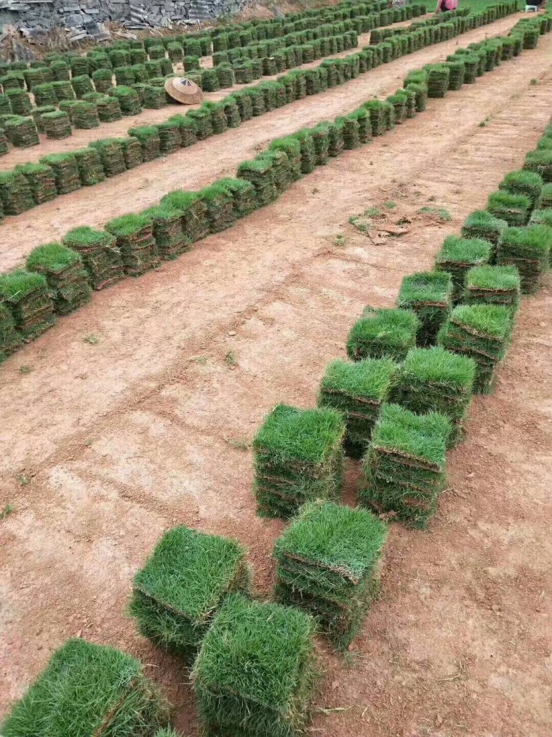 草坪草承包各种绿化工程产地直销值得信赖