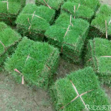 草坪草承包各种绿化工程产地直销值得信赖