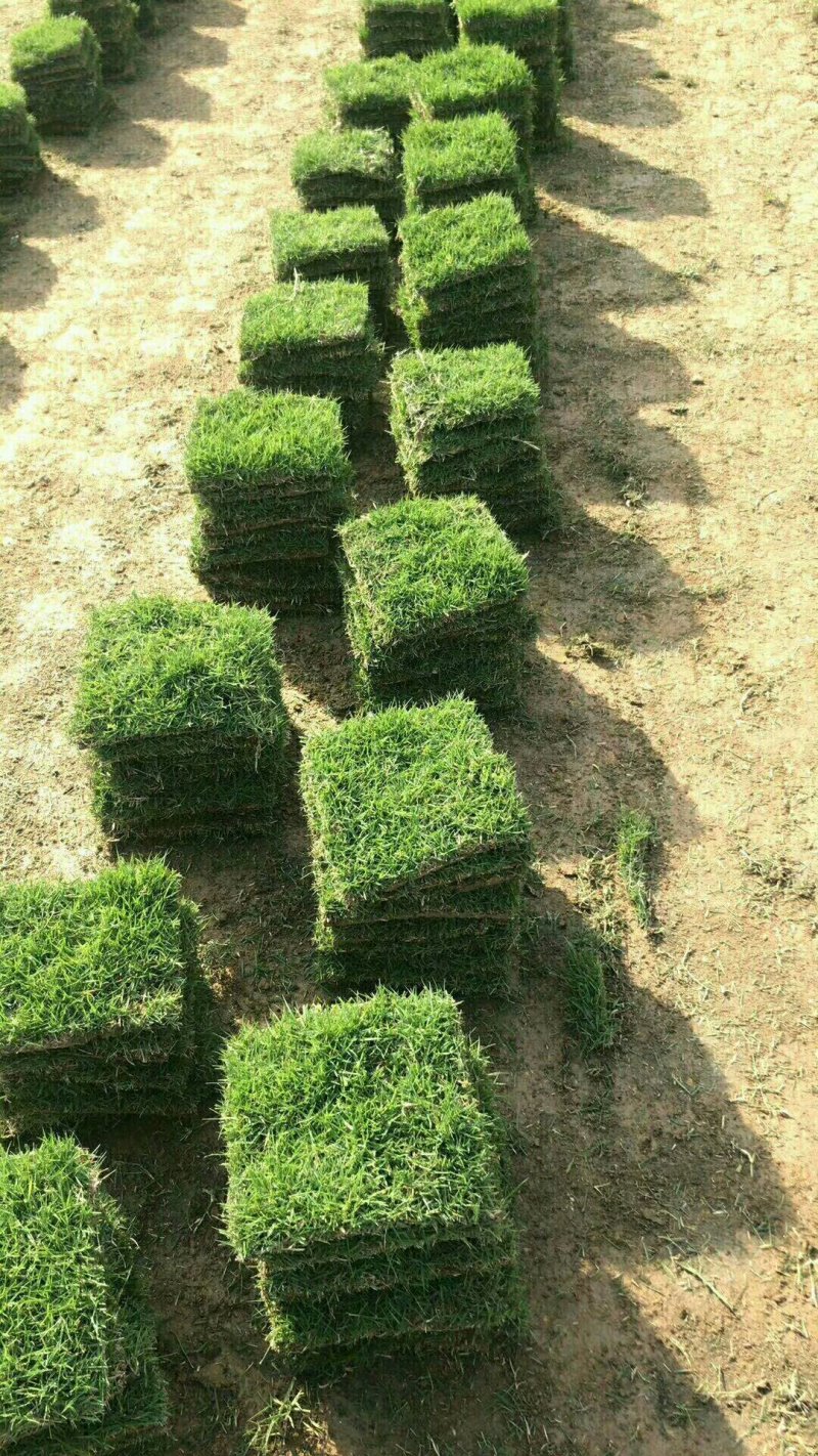 草坪草承包各种绿化工程产地直销值得信赖