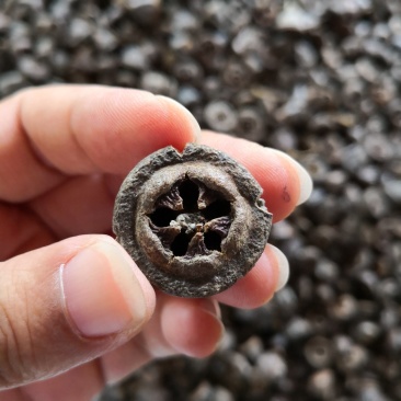 桉树果一口钟干货2斤起包邮量大从优