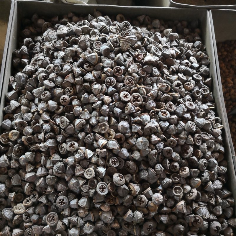 桉树果一口钟干货2斤起包邮量大从优