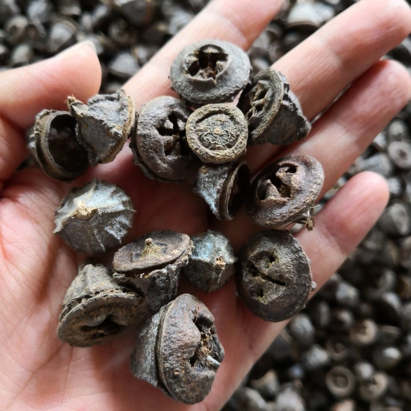 桉树果一口钟干货2斤起包邮量大从优