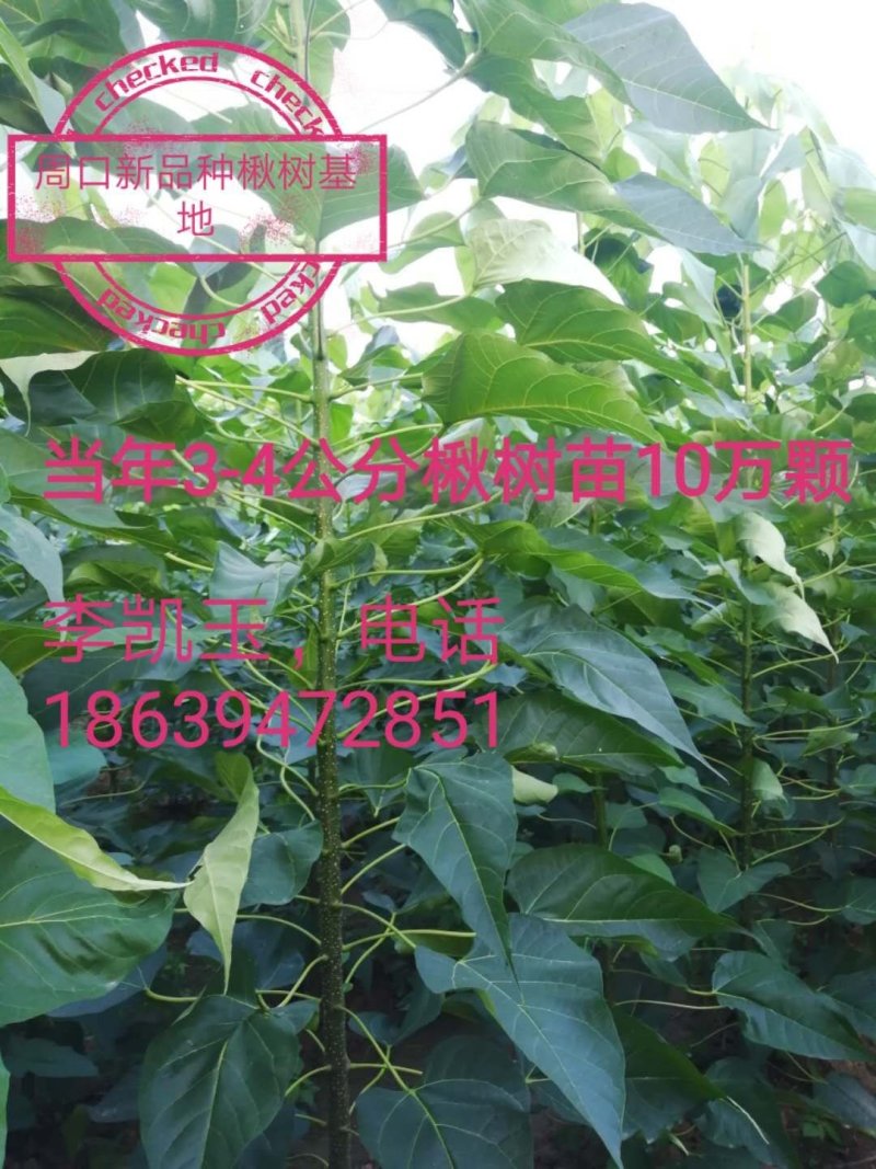 楸树苗