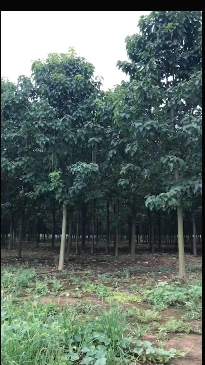 楸树苗