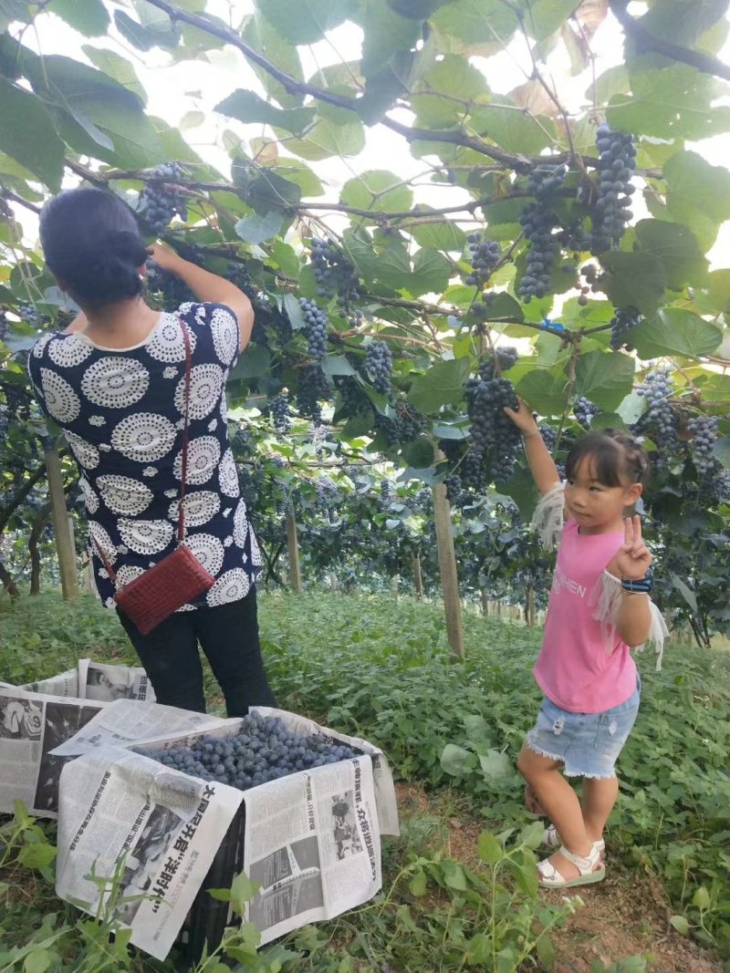 洪江市高山葡萄果面成串甜度甜，一条龙服务