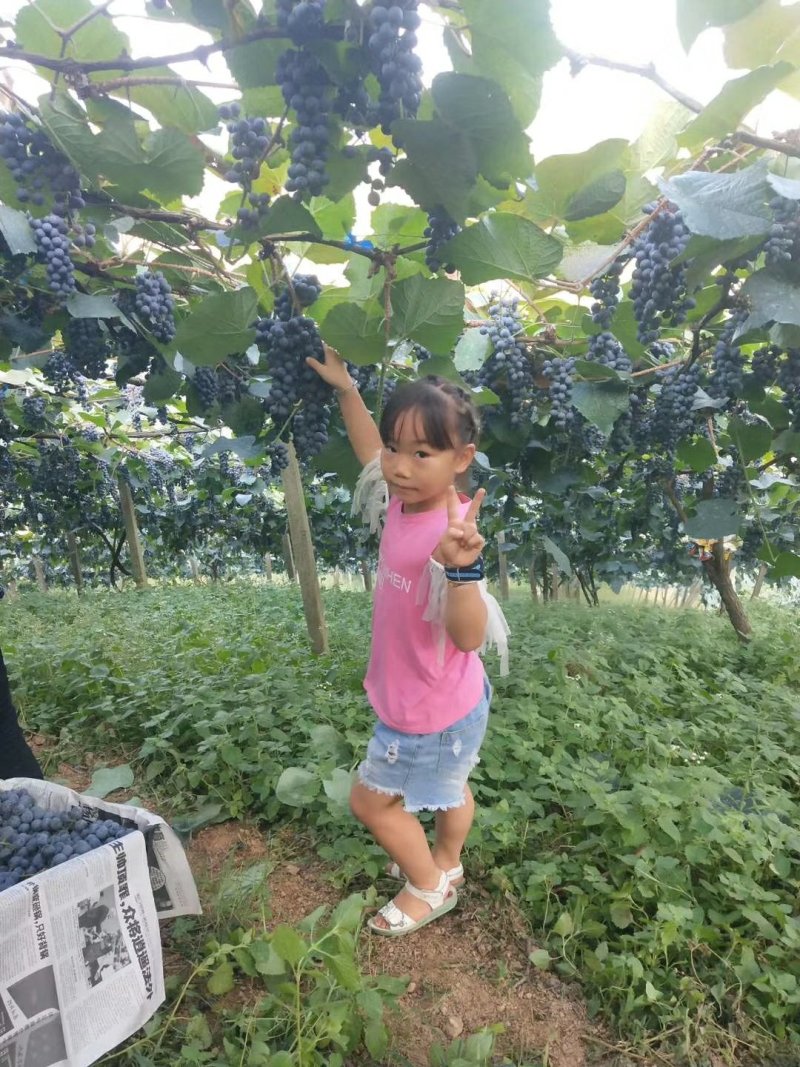 洪江市高山葡萄果面成串甜度甜，一条龙服务