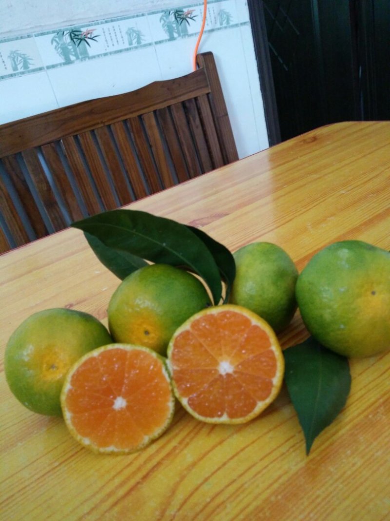 【优质】东江湖普早精品蜜橘小红果50-60cm