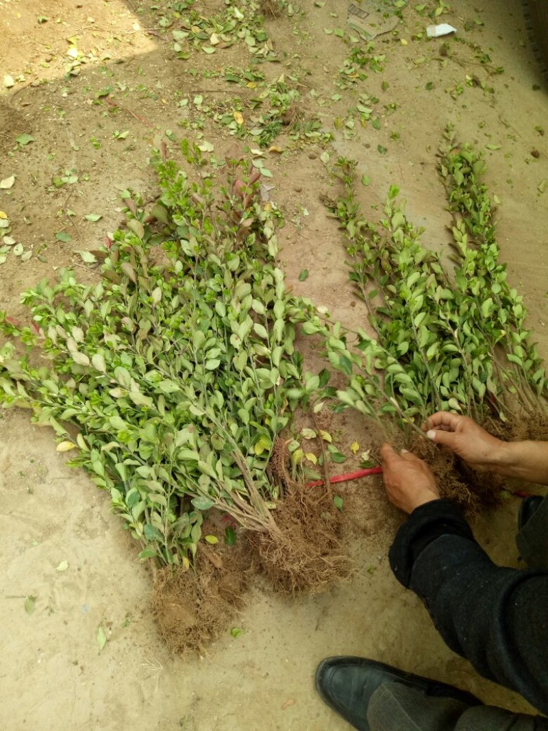 胶东卫矛基地量大批发