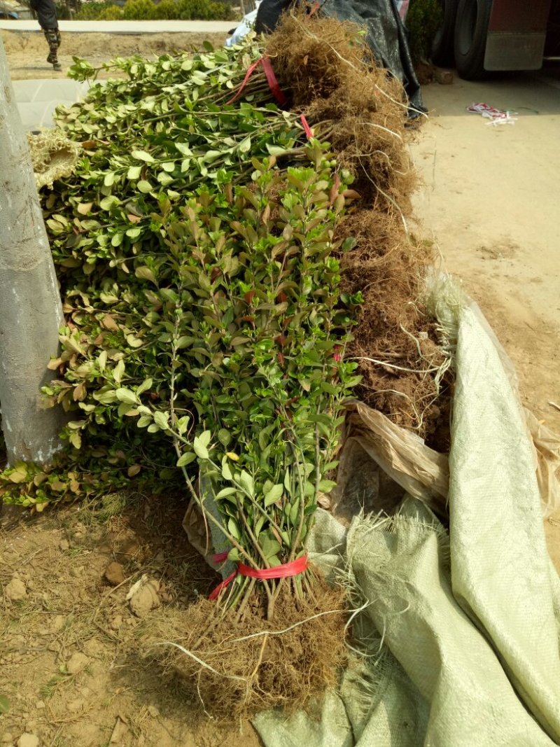 胶东卫矛基地量大批发