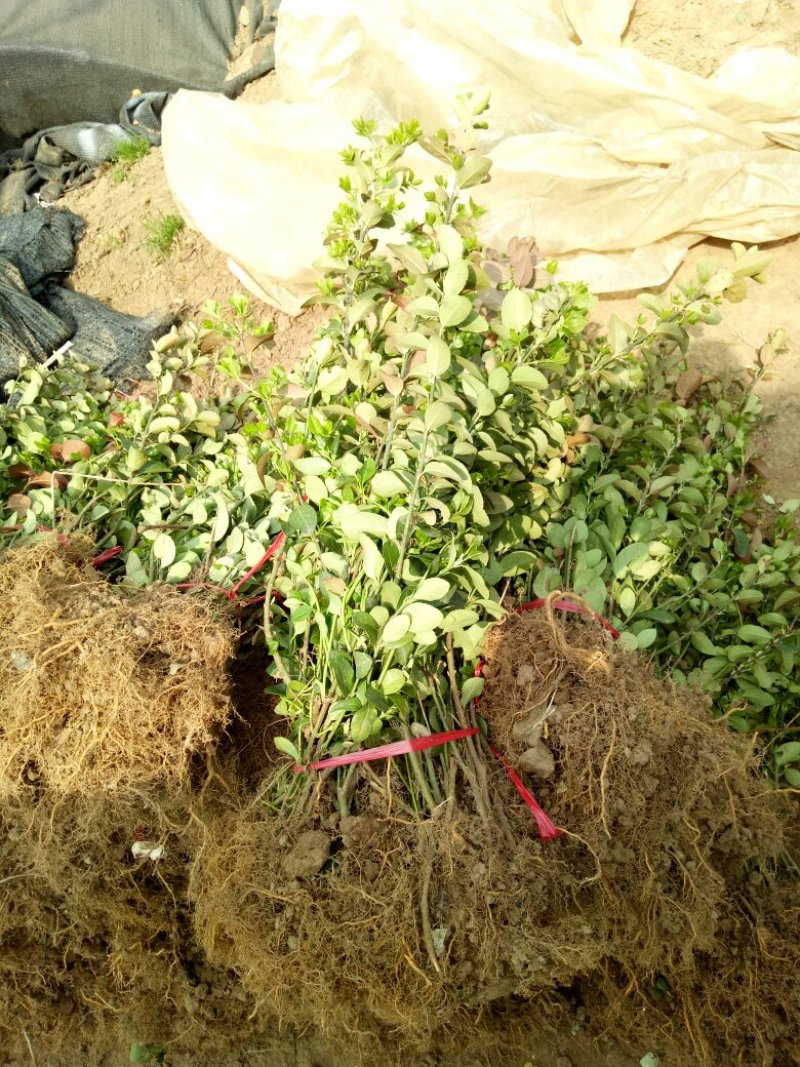 胶东卫矛基地量大批发