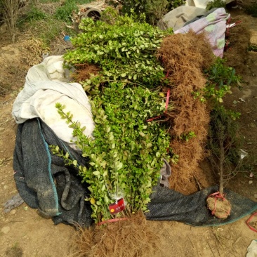 胶东卫矛基地量大批发