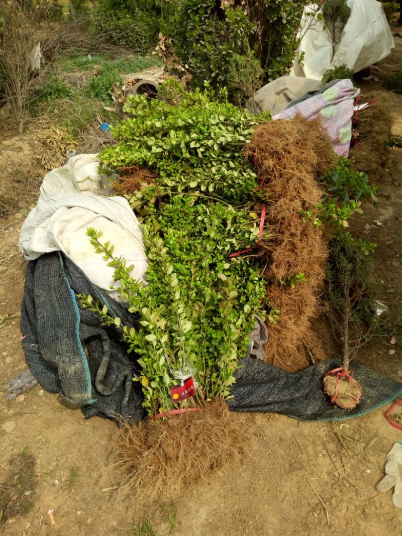 胶东卫矛基地量大批发