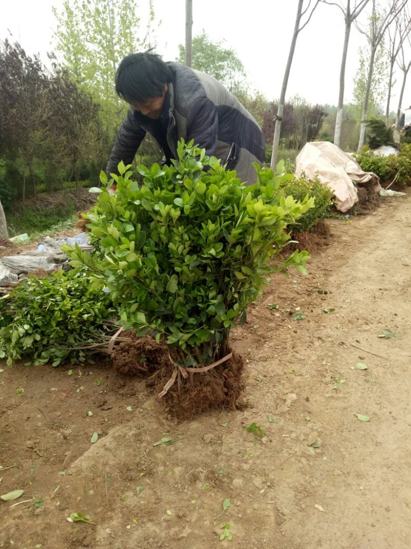 胶东卫矛基地量大批发