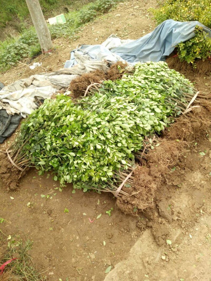胶东卫矛基地量大批发