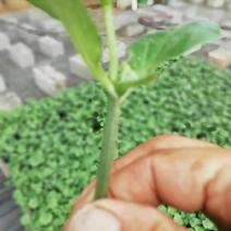 黄瓜苗优质砧木棵棵精品