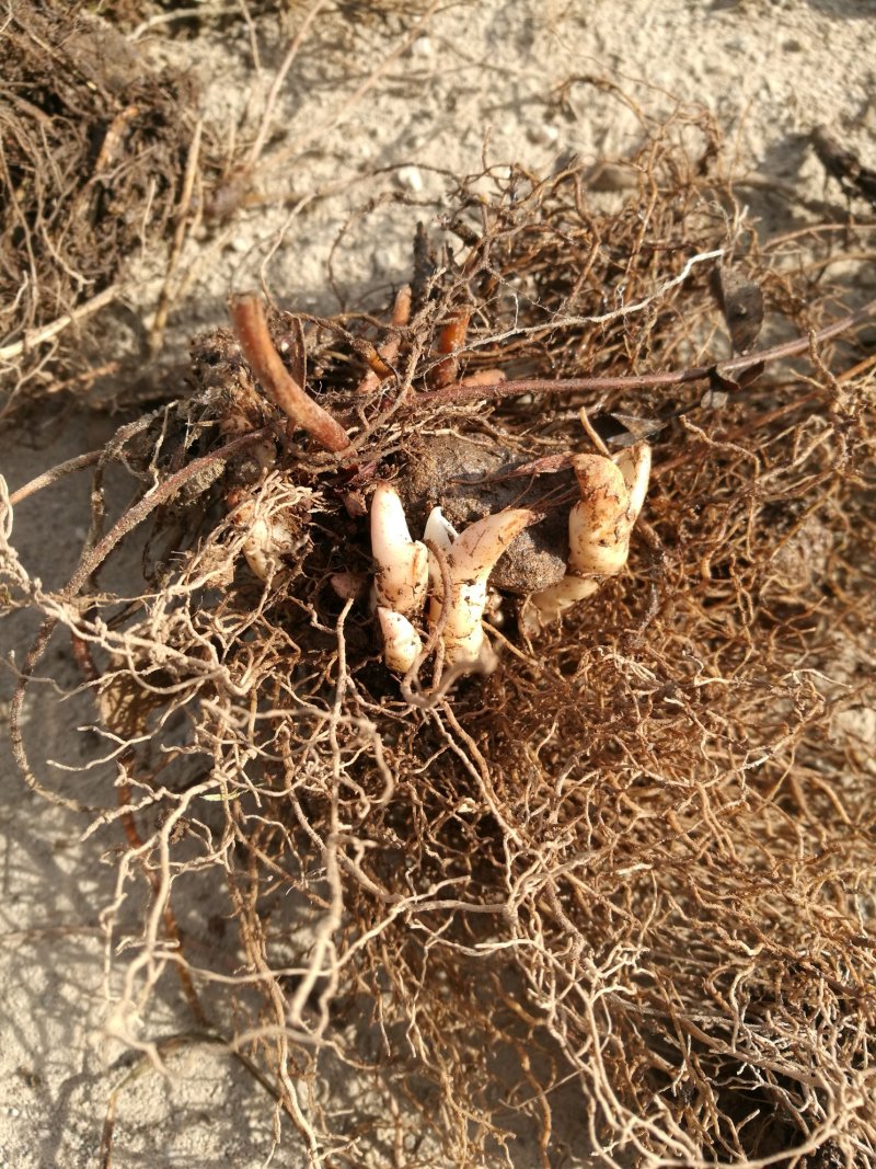 淫羊藿种苗基地直销甘肃省陇南市发货中药材种苗优选健康新鲜