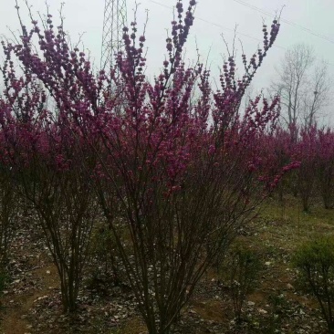 单杆紫荆,丛生紫荆低价供应,紫荆规格全面,质量如图