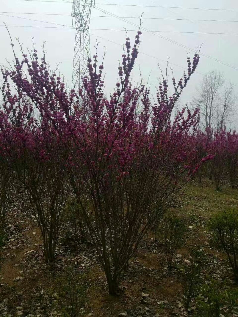 单杆紫荆，丛生紫荆低价供应，紫荆规格全面，质量如图