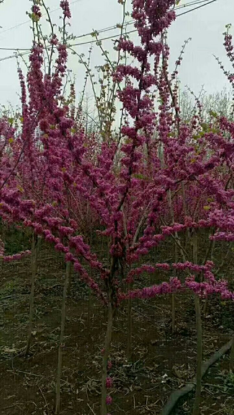 单杆紫荆，丛生紫荆低价供应，紫荆规格全面，质量如图