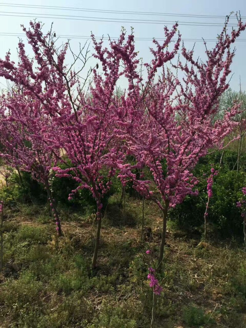 单杆紫荆，丛生紫荆低价供应，紫荆规格全面，质量如图