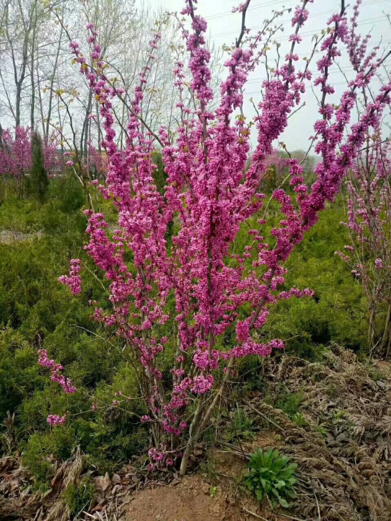 单杆紫荆，丛生紫荆低价供应，紫荆规格全面，质量如图