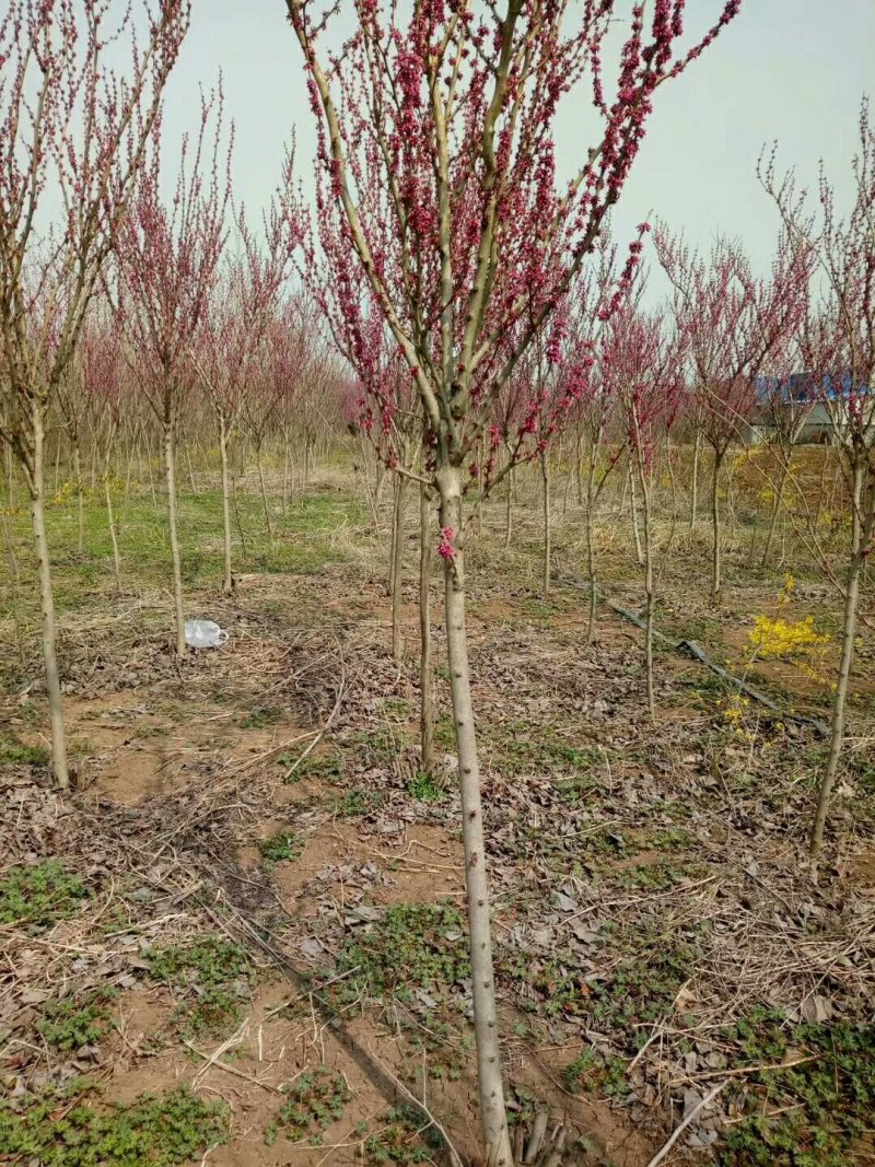单杆紫荆，丛生紫荆低价供应，紫荆规格全面，质量如图