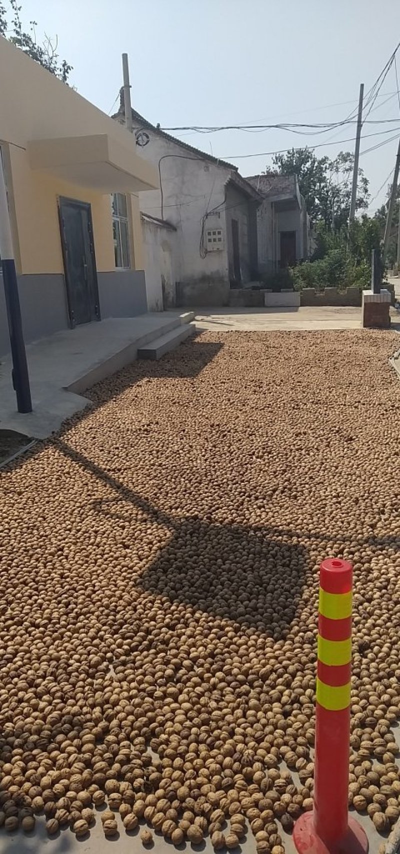 脱皮干核桃