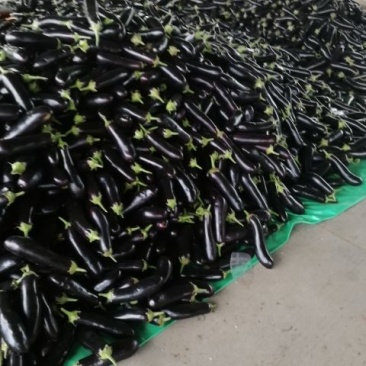 临沂沂南烧烤茄子黑宝茄子产地直发