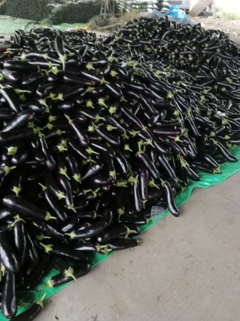 临沂沂南烧烤茄子黑宝茄子产地直发