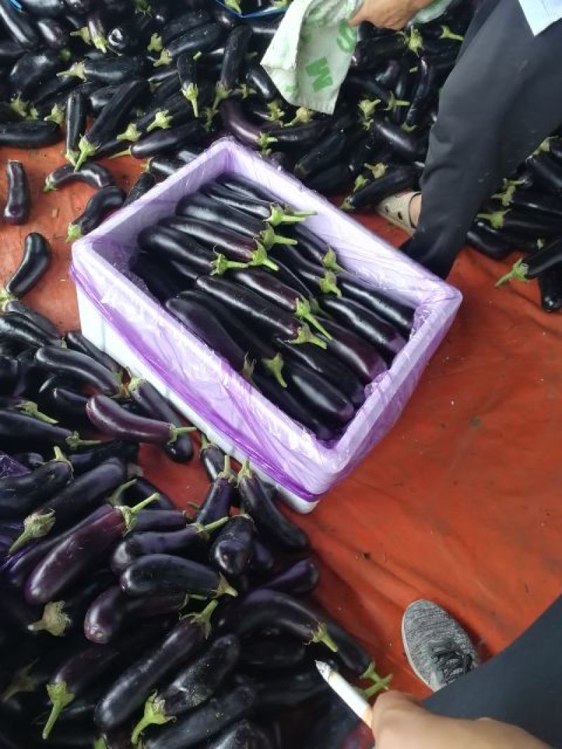 临沂沂南烧烤茄子黑宝茄子产地直发