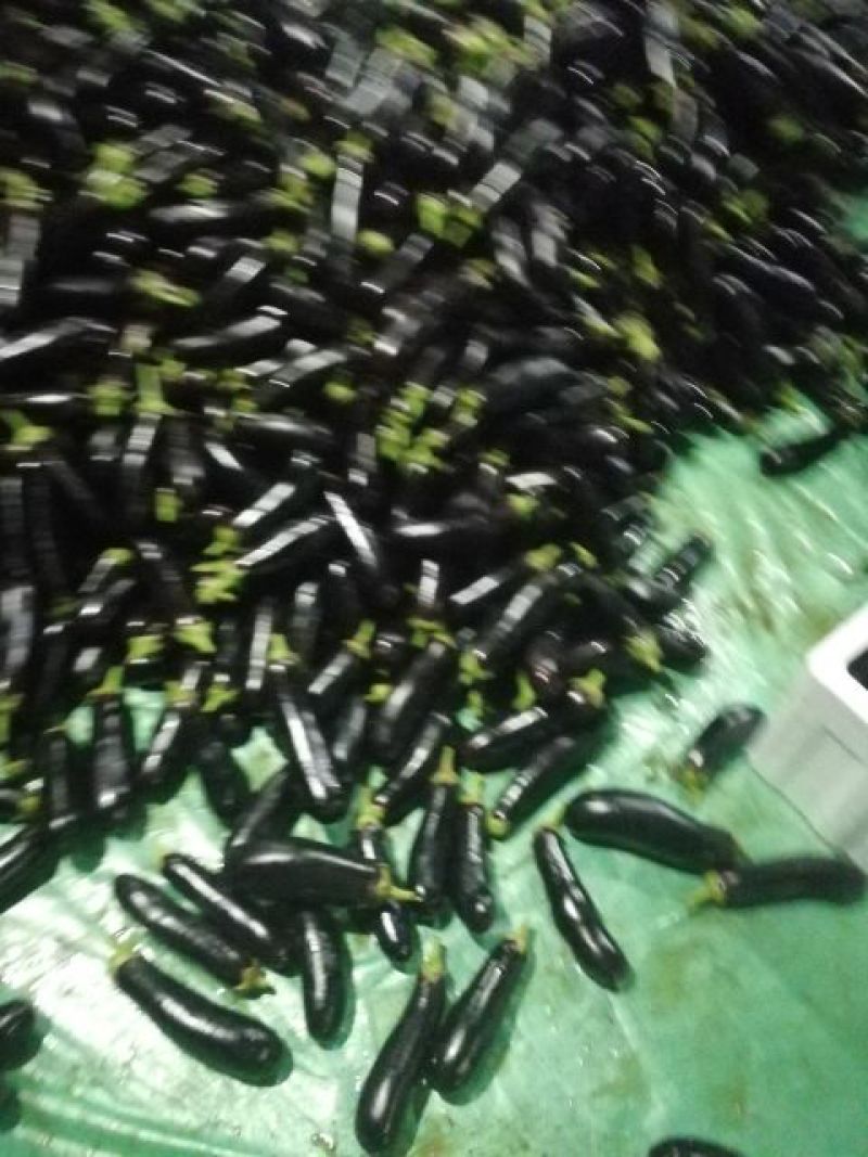 临沂沂南烧烤茄子黑宝茄子产地直发