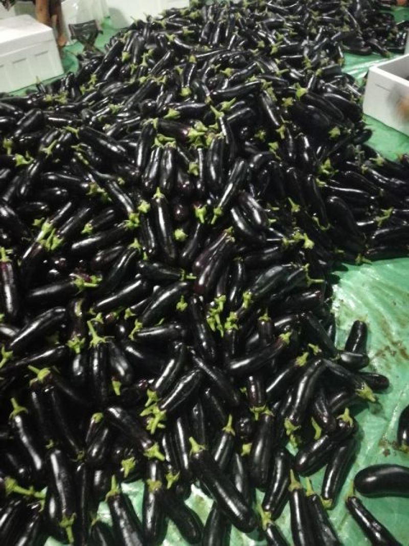 临沂沂南烧烤茄子黑宝茄子产地直发
